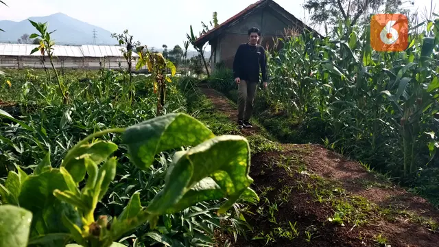 Petani Tembakau Kirim Surat Terbuka ke Jokowi